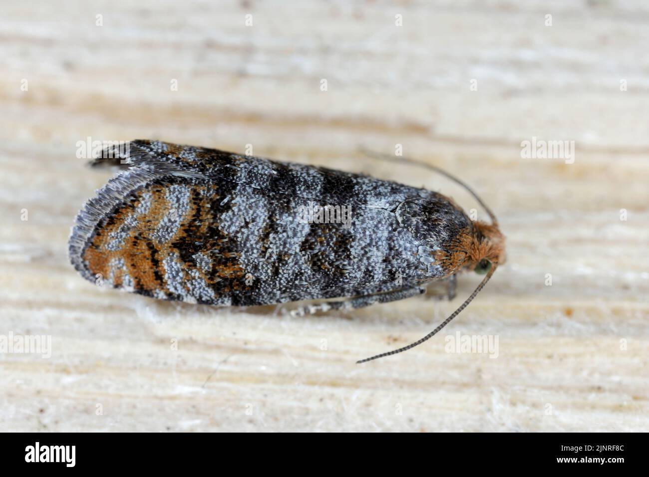 Pine Bud Moth (Pseudococcyx turionella), Raupen sind Schädlinge von Kiefern in Wäldern und Gärten. Stockfoto