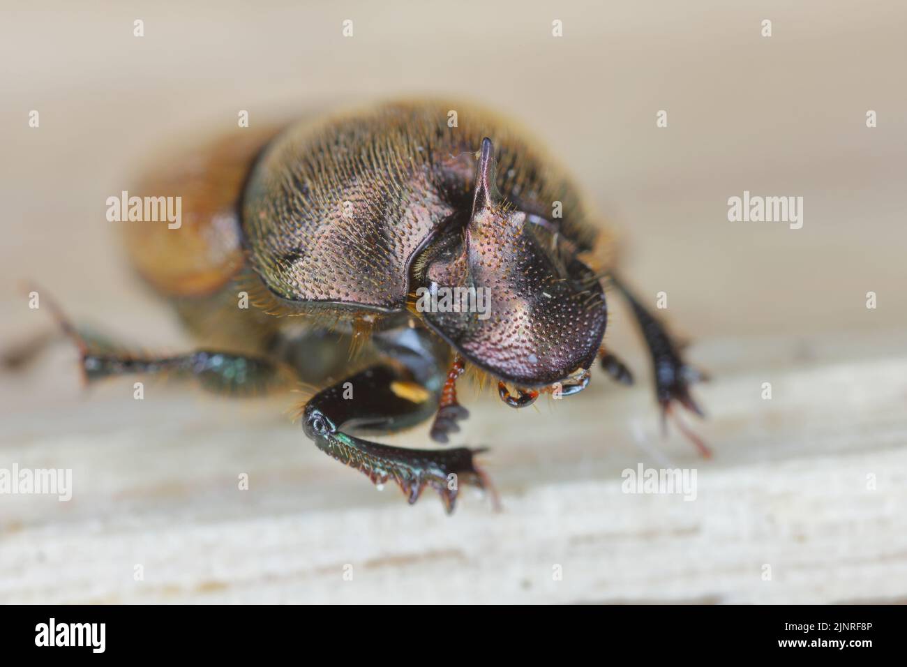 Ein flacher Fokus eines Dungkäfer (Onthophagus coenobita). Stockfoto