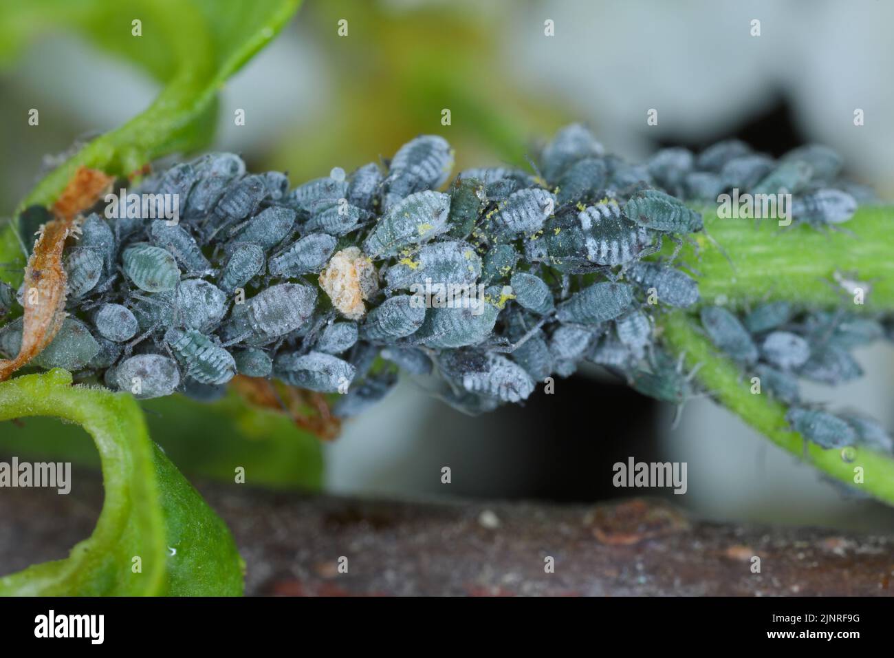 Efeu schaden -Fotos und -Bildmaterial in hoher Auflsung  Alamy