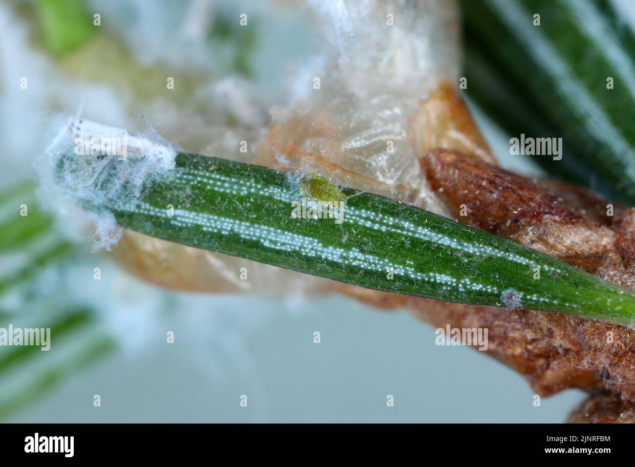 Blattläuse auf Tannenzweig, wachsartige Sekrete, Schädling von Nadelbäumen. Stockfoto