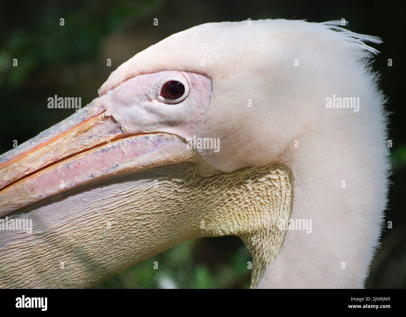 Pelican head -Fotos und -Bildmaterial in hoher Auflösung – Alamy