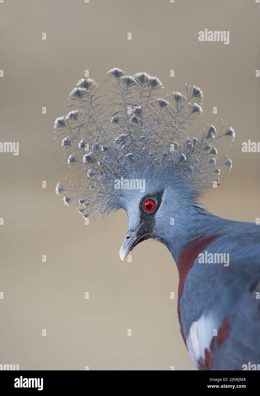 Victoria Crowned Pigeon, Goura Victoria, Kopfdetail. Stockfoto