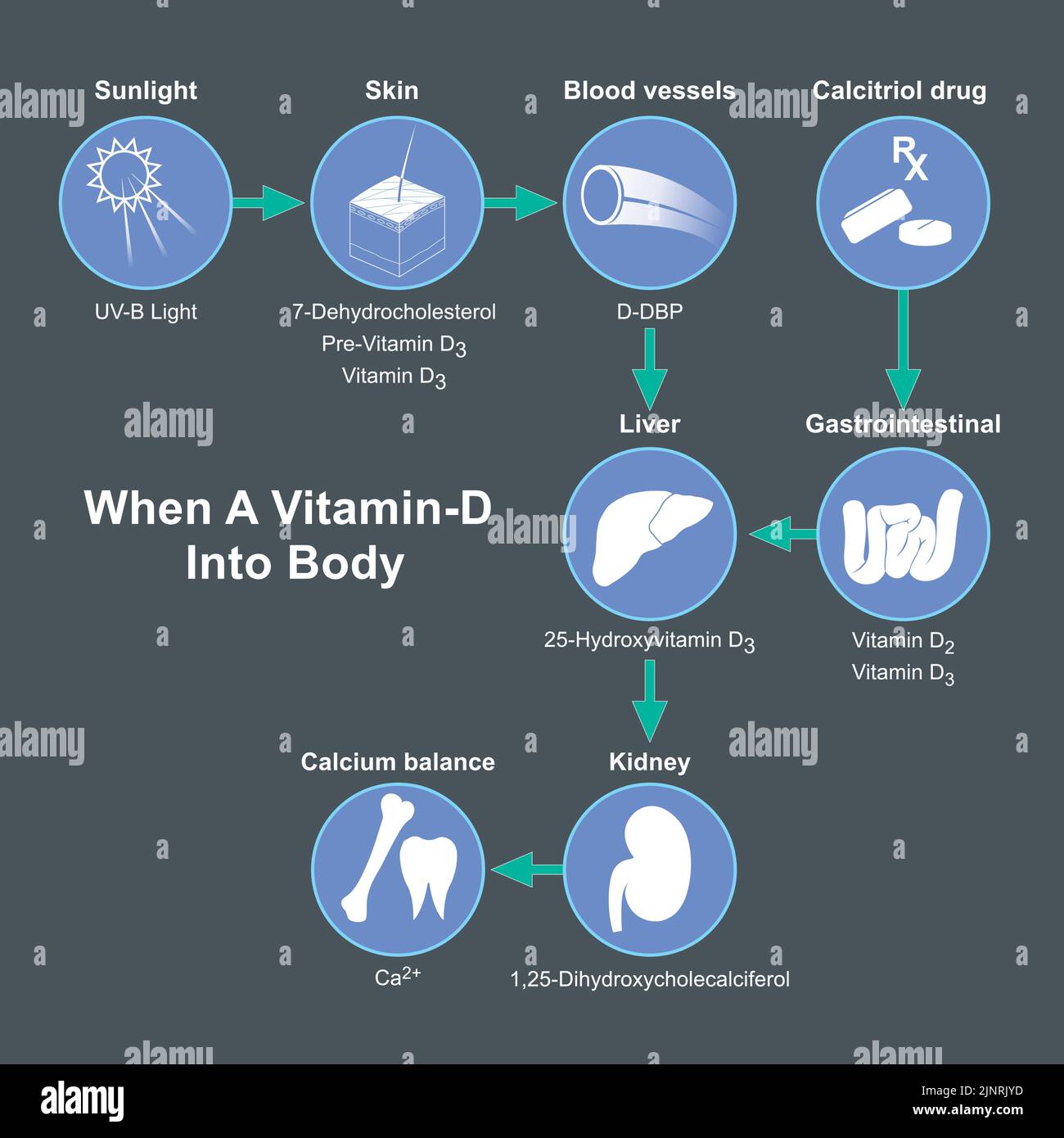 Wenn ein Vitamin-D in den Körper. Ein Diagramm erklärt den Prozess, als der Mensch Vitamin D in den Körper erhielt. Stock Vektor