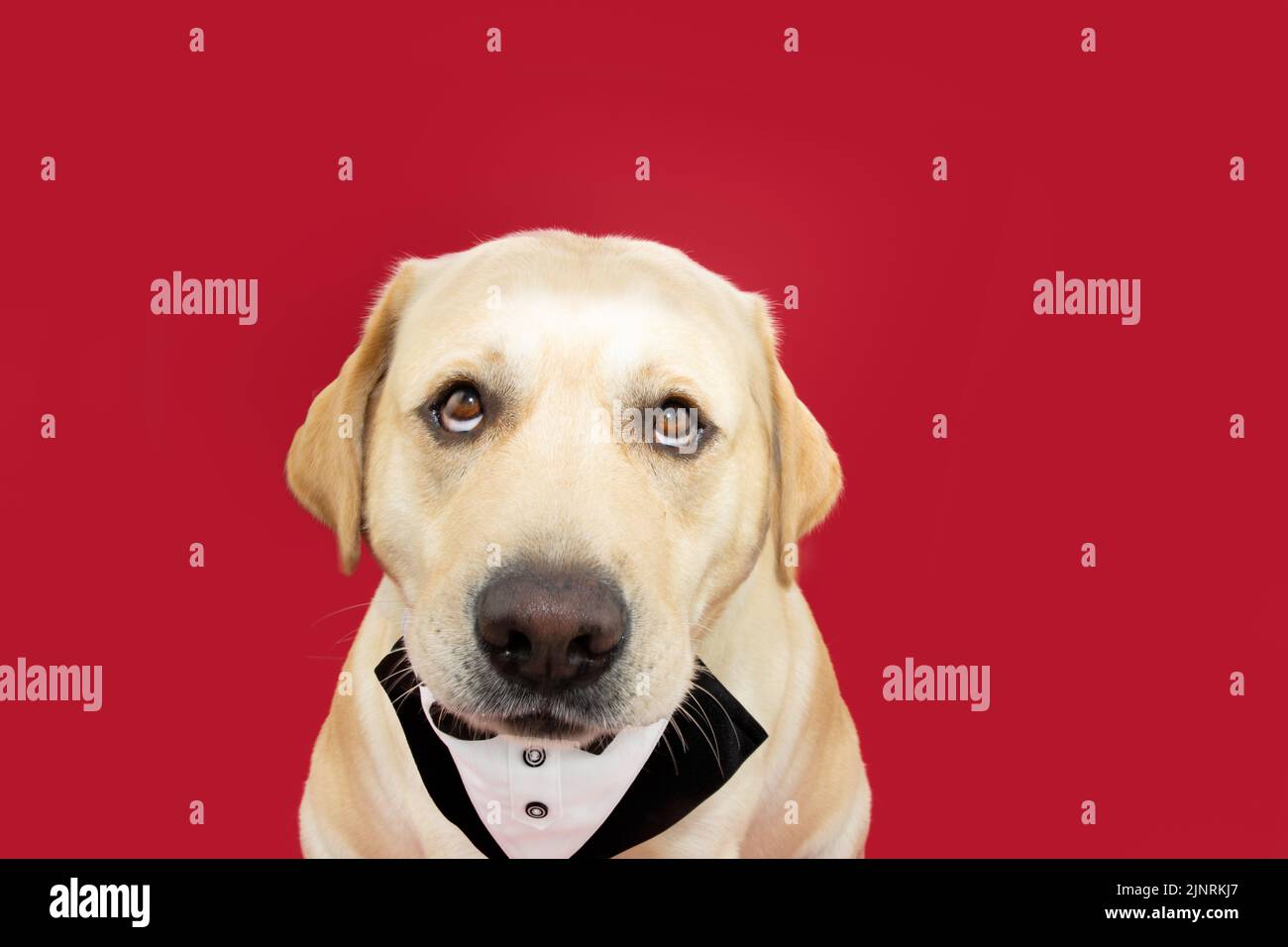 Portrait lustig und fett labrador Retriever Hund trägt einen Smoking und zelerbierenden Geburtstag oder valentinstag. Isoliert auf rotem Hintergrund Stockfoto