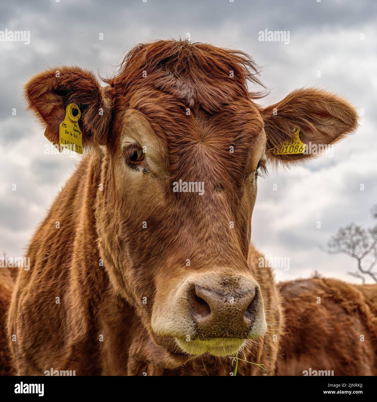 Ein quadratisches, Nahaufnahme-, Kopf- und Schulterporträt einer abstammenden braunen Kuh. Schöne Rahmung und Detail dieses herrlichen Nutztieres, guter Blickkontakt. Stockfoto