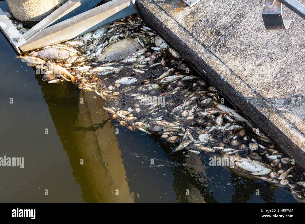 Toter Fisch am Ufer der oder bei KustrienKietz an der oder. Die oder, die teilweise an der