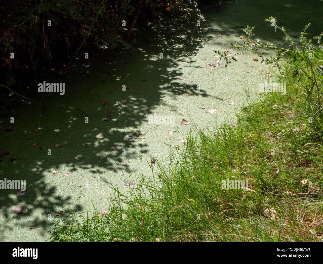 Stagnierendes Wasser mit Verschmutzung und Algen wachsen. Wasserproblem und Dürre Stockfoto