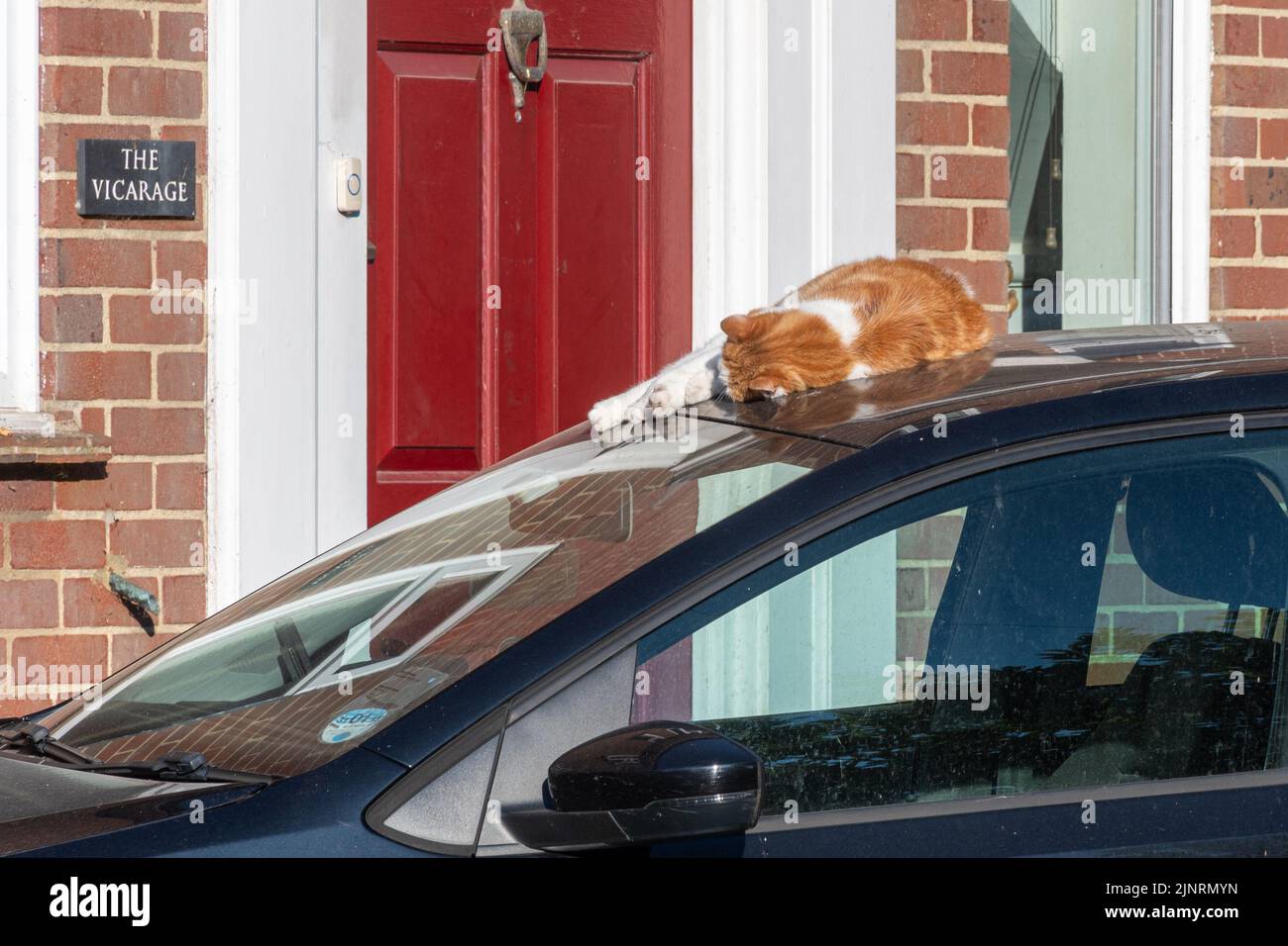 Katze schläft auf einem Autodach, Ingwer und weiße Katze schlafen in der warmen Sonne Stockfoto