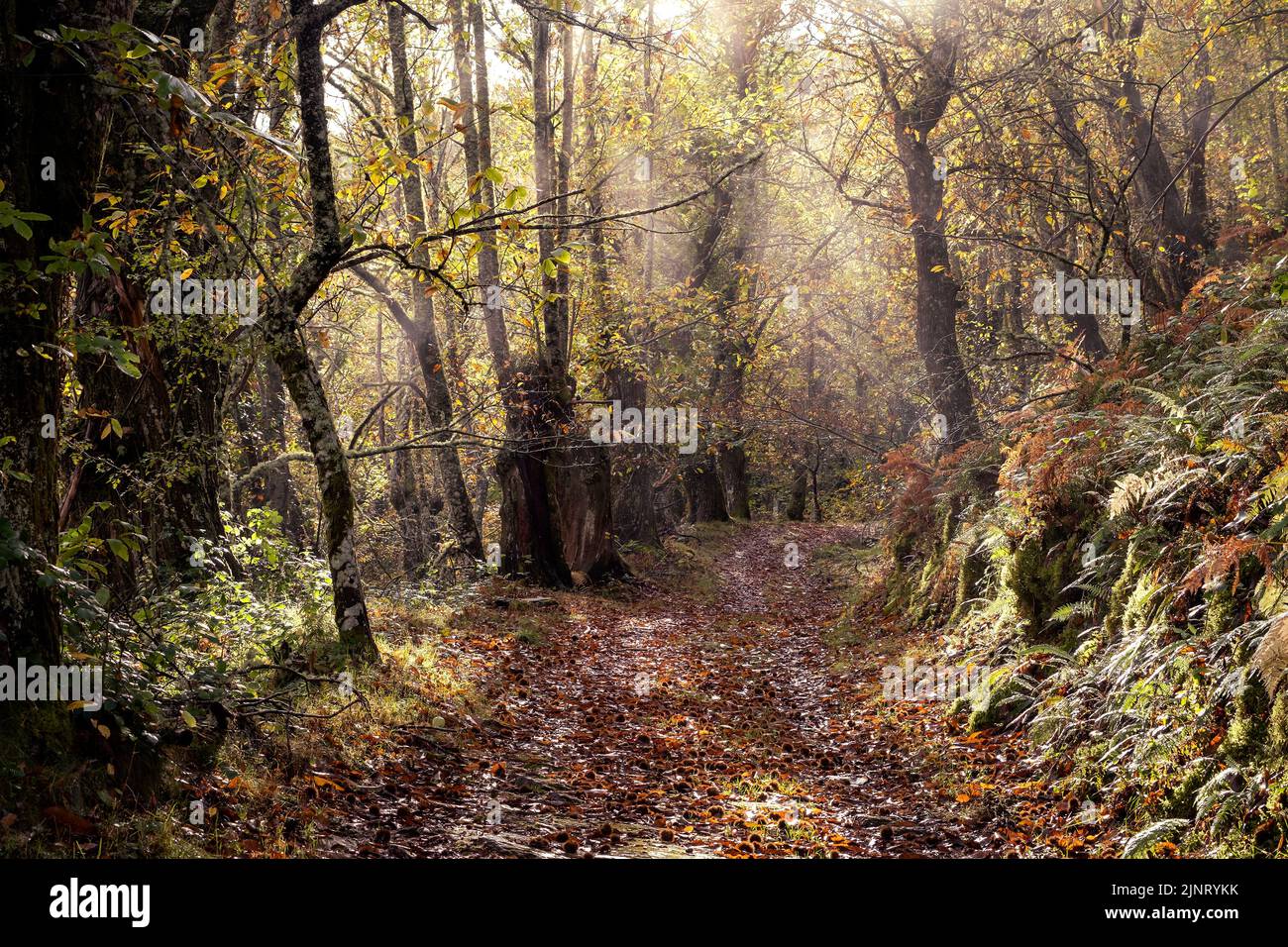 Herbstmorgen Licht im Wald, Weg über einen Kastanienwald (Castanea Sativa) in Serra do Courel, Lugo, Spanien. Stockfoto