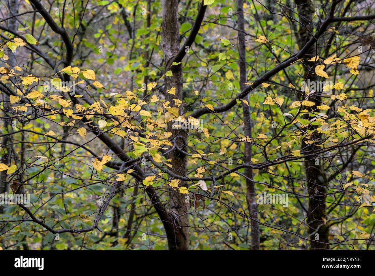 Detail der weißen Birke (Betula alba) herbstliche goldfarbene Blätter, selektiver Fokus Stockfoto