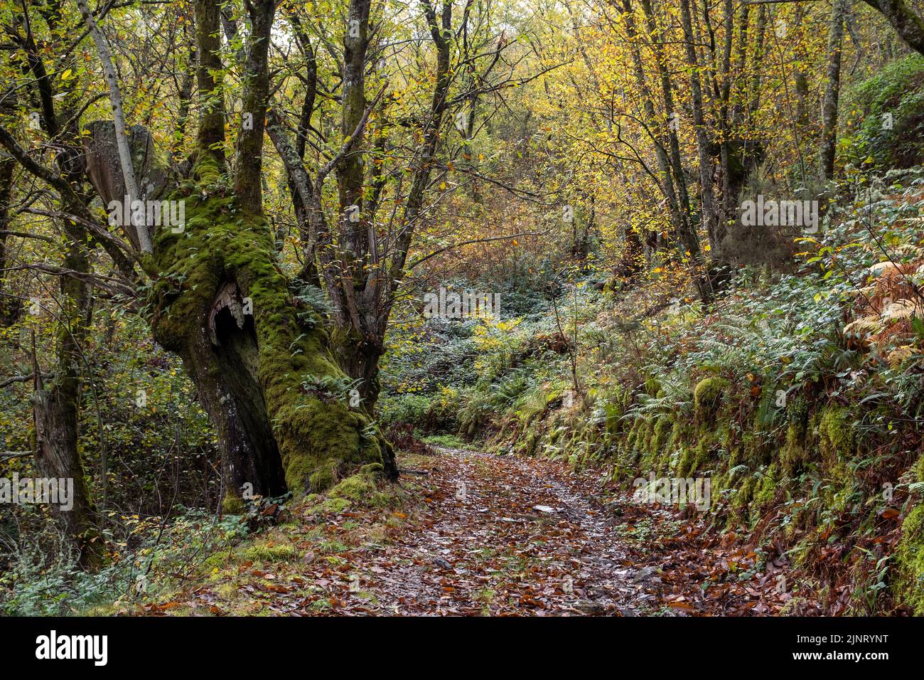 Kastanienhain (Castanea sativa) moosiger Wald mit herbstlichen Farben Stockfoto