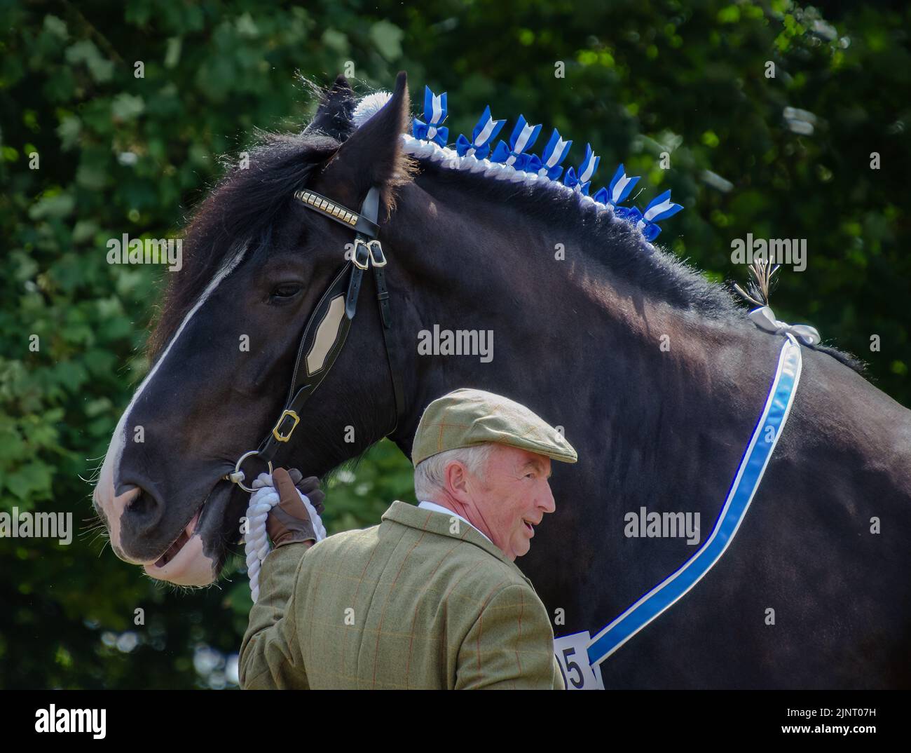 Shire Pferd und Mann bei einer Show Stockfoto