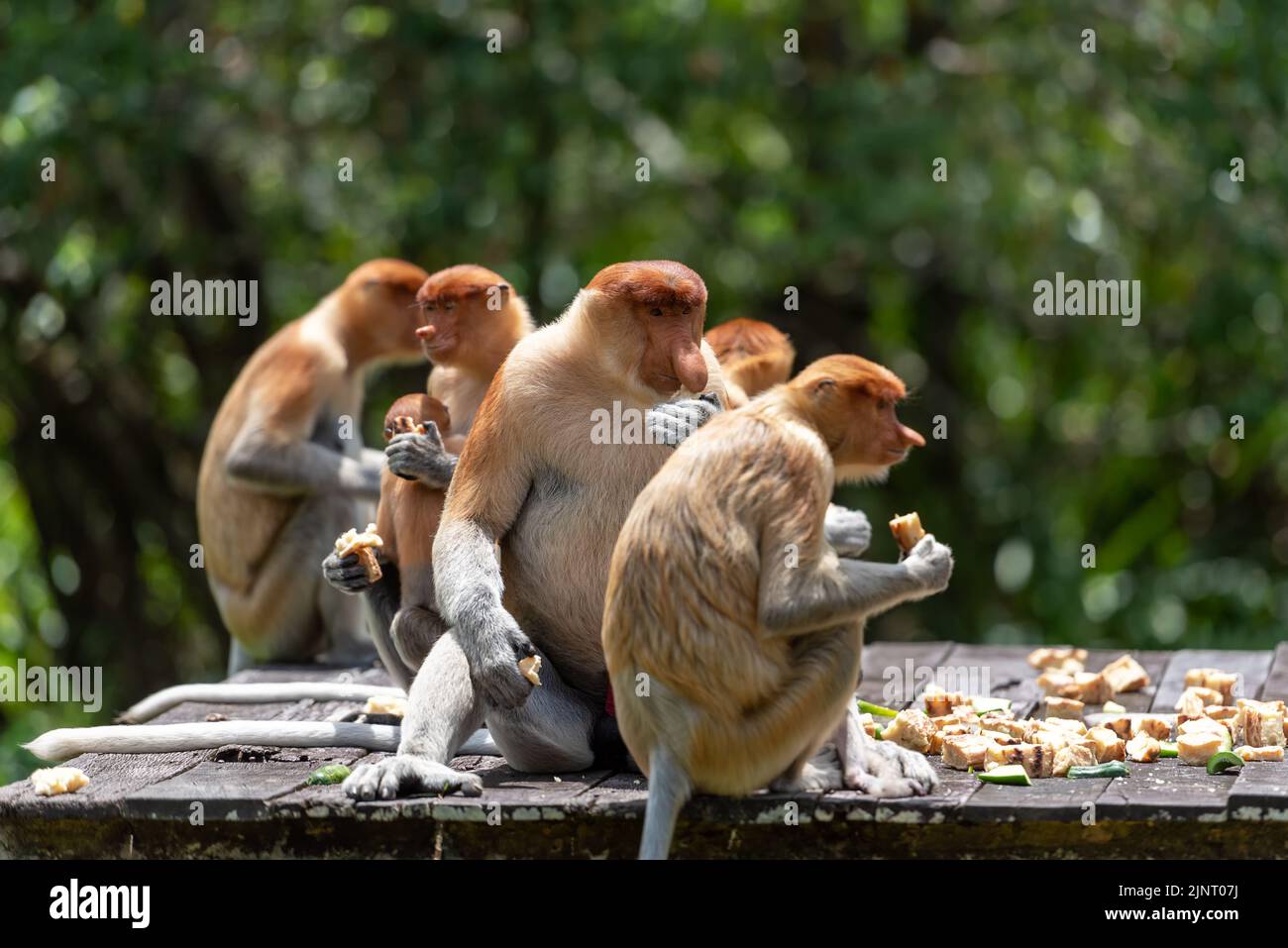 Band von Proboscis-Affen (Nasalis Larvatus) oder langnasigen Affen Stockfoto