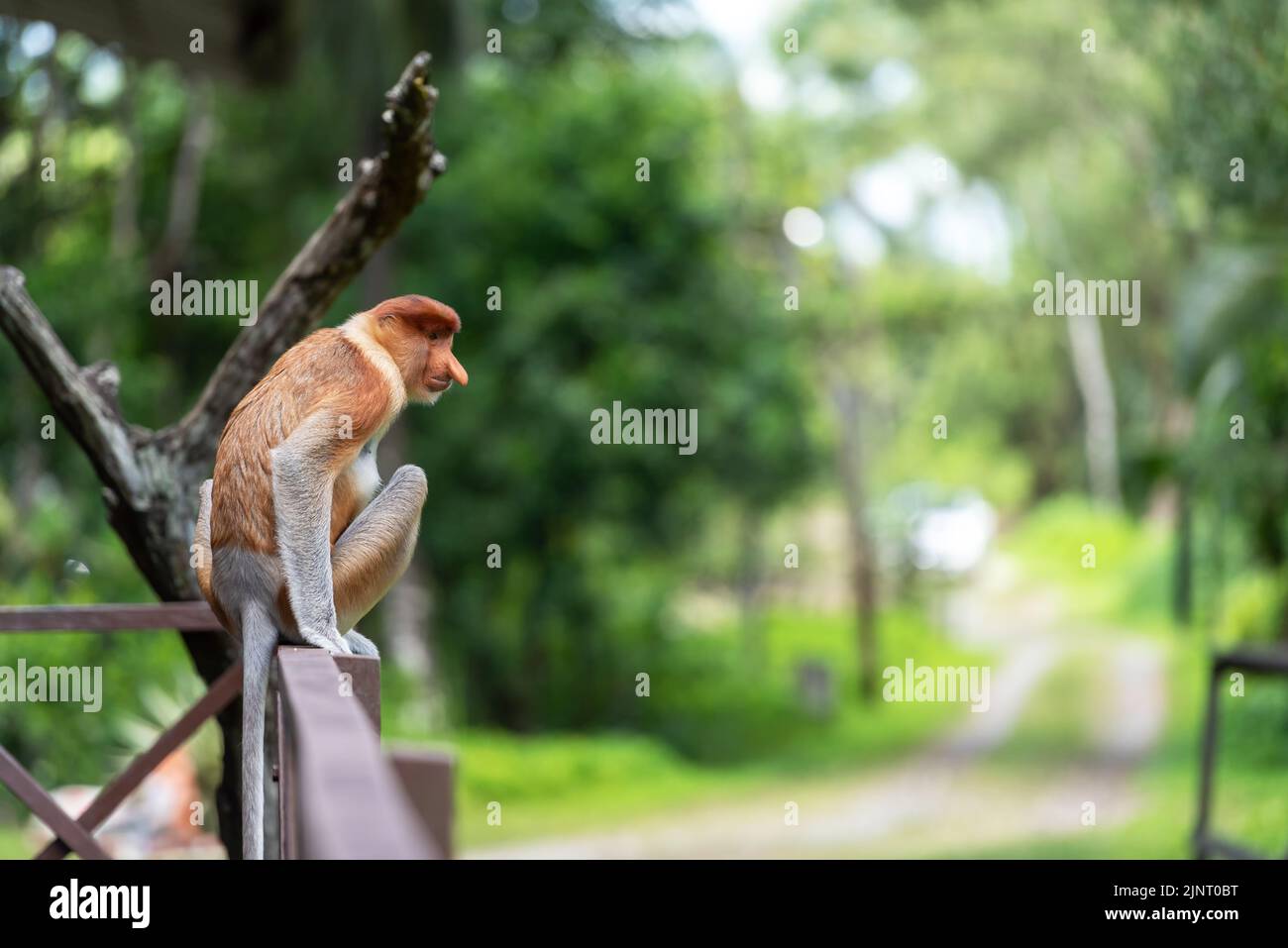 Nasenaffe (Nasalis Larvatus) oder Langnasen-Affe Stockfoto