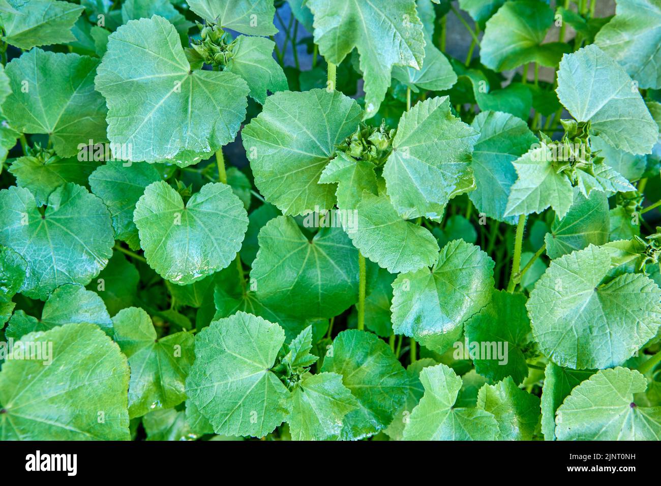 Lebende Lavaterblätter vor der Blüte, Textur für den Hintergrund, Vollformat. Stockfoto