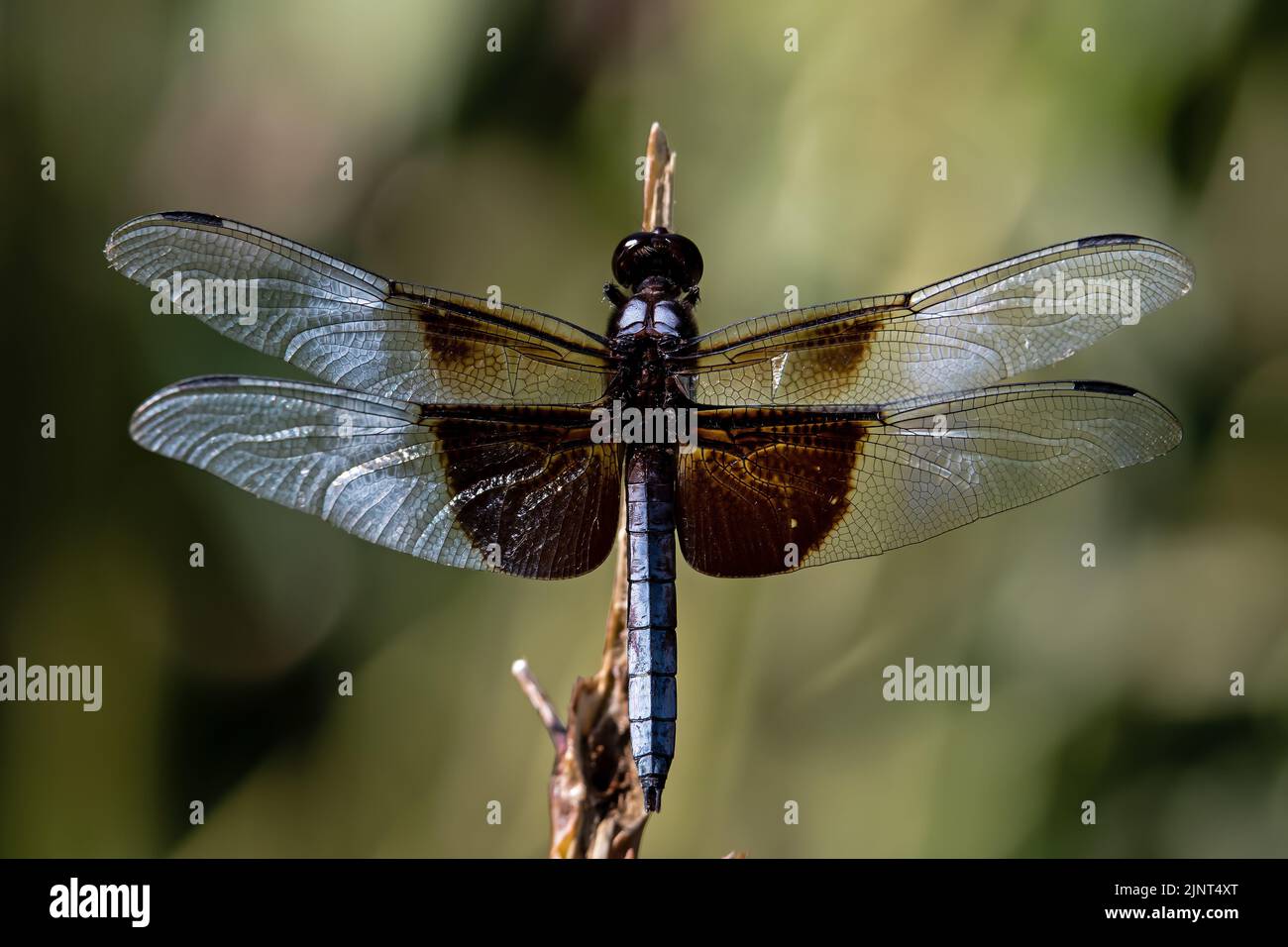 Witwe Skimmer auf Pflanzenstamm. Es ist eine markante schwarze und graue Libelle mit kühn markierten Flügeln. Es verbarscht auf Pflanzenstämmen. Stockfoto
