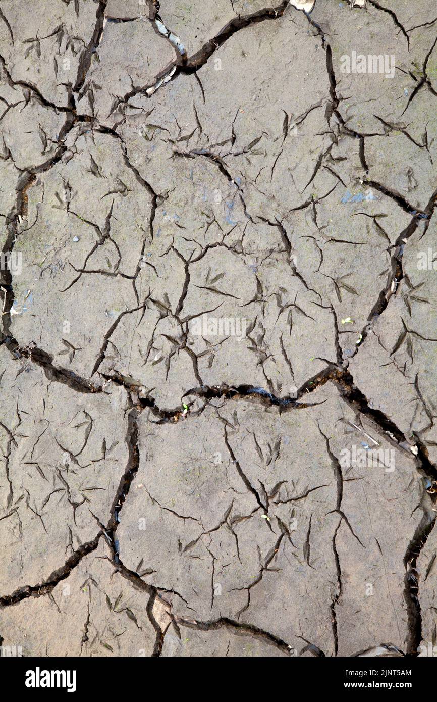 Vogelfußabdrücke im trockenen Schlamm am Ladybower Reservoir, Großbritannien Stockfoto