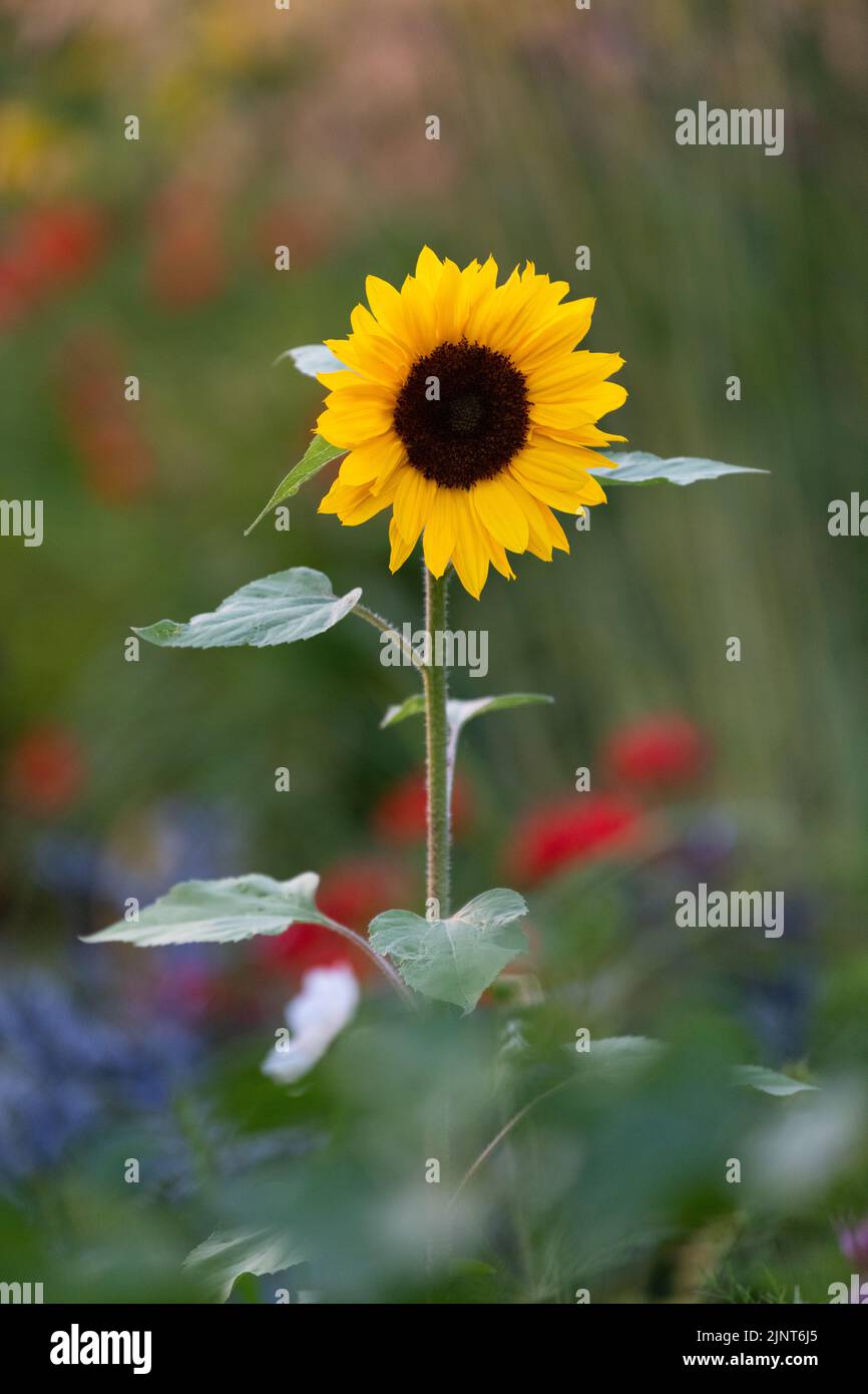 Sonnenblumen wachsen in gemischten Grenzen in britischen Garten Stockfoto