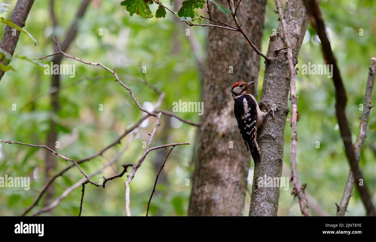 In der Nähe eines Vogels, der auf einem Baumstamm sitzt Stockfoto