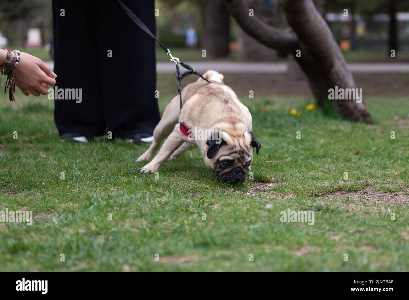 Pug Hund, reinrassige Pug Hund zu Fuß mit dem Besitzer im Park, Hund Konzept zieht an der Leine auf grünem Gras Stockfoto