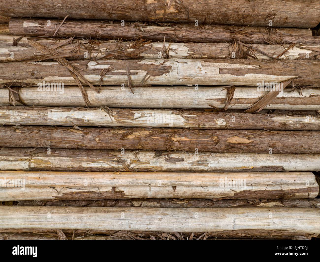 Stapel von grob geschnittenen Stämmen mit loser Rinde Stockfoto