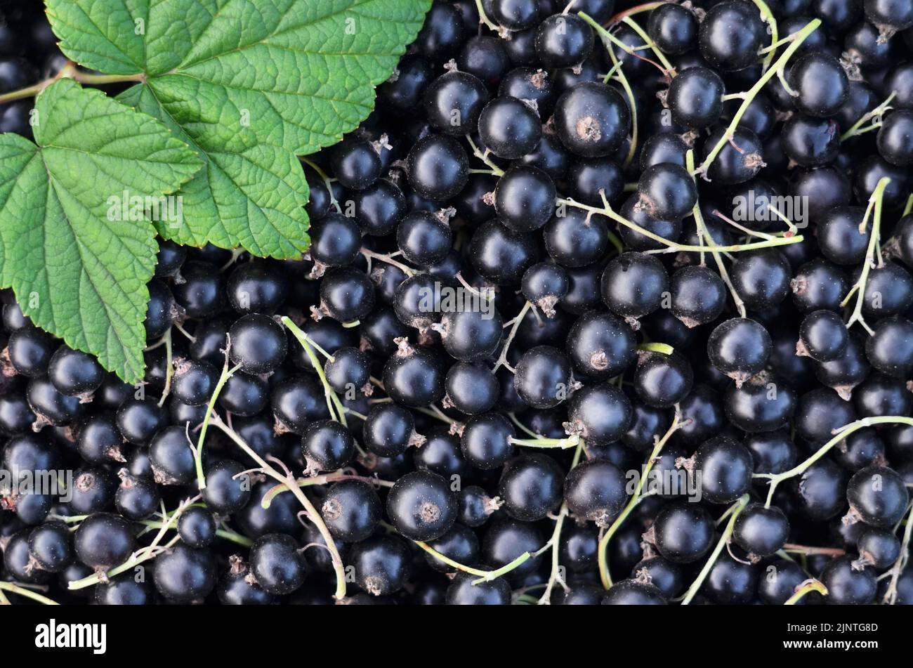 Reife schwarze Johannisbeeren auf einem Vollformat als Hintergrund. Konzept Bio-Gartenarbeit. Stockfoto