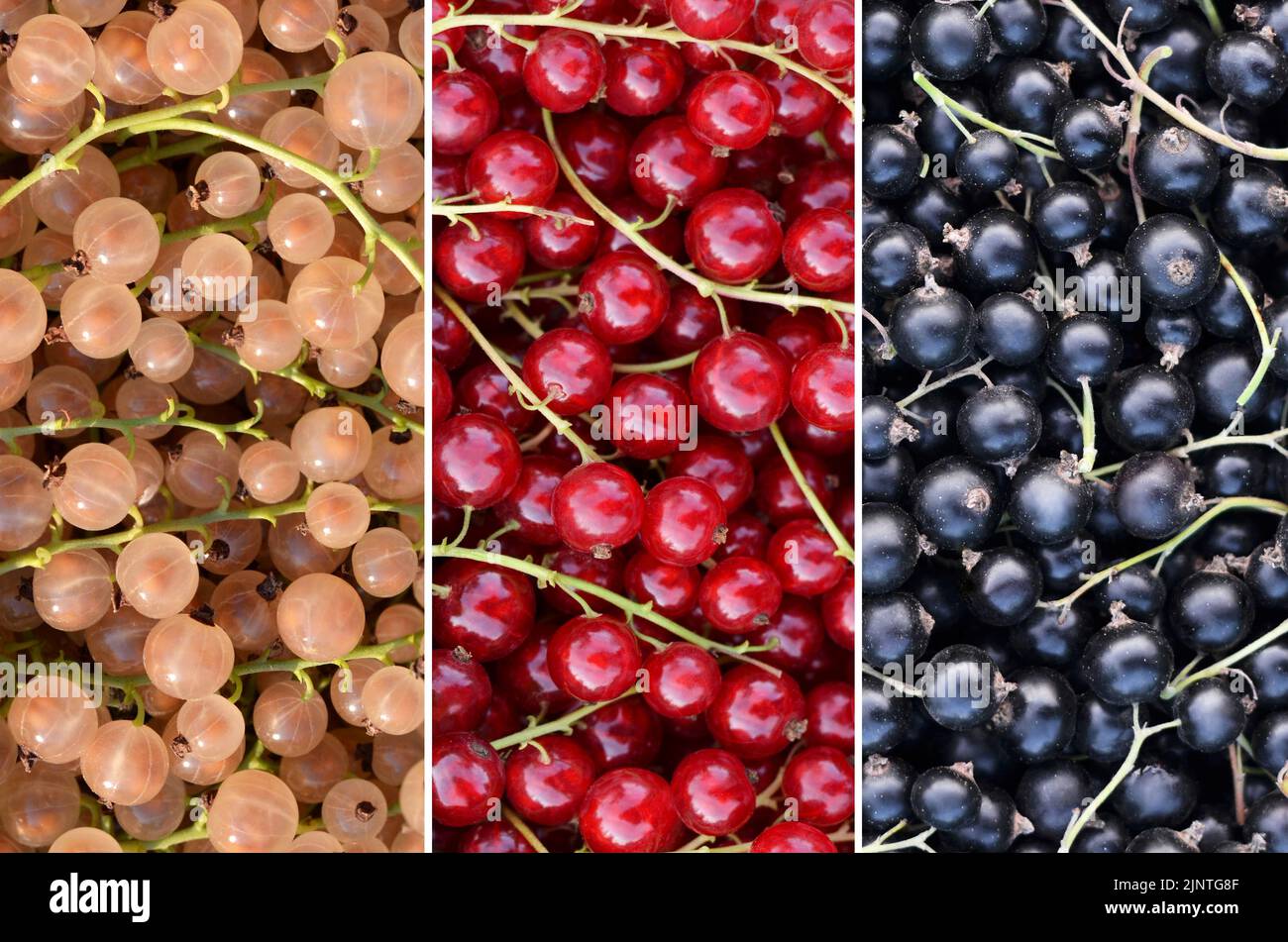 Reife Beeren aus schwarzen, roten und weißen Johannisbeeren auf einem vollen Rahmen als Hintergrund. Sorten von Johannisbeeren gehören zur Gattung Ribes Stachelbeere Familie. Stockfoto