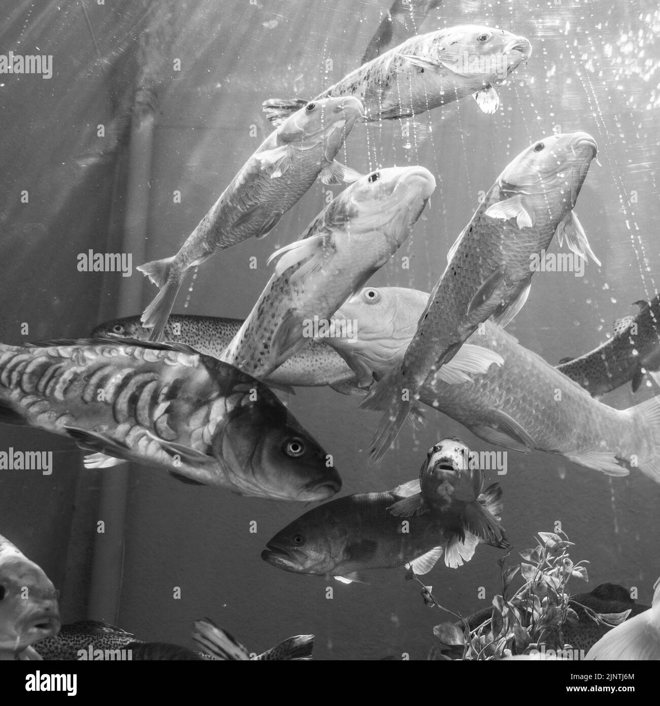 Fischtank schwarz-weiß mit großen Fischen, die aus nächster Nähe schwimmen Stockfoto