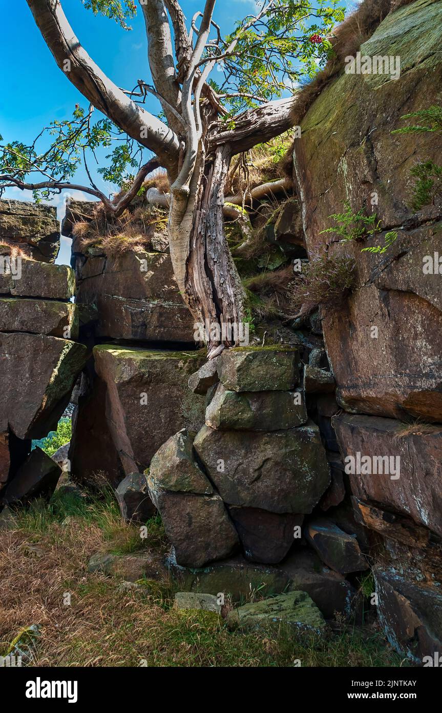 Kleiner verdrehter Baum mit knarriger Rinde, der aus der verlassenen Steinbruchwand im Dobb Edge Quarry in der Nähe von Baslow und Chatsworth House, Derbyshire, wächst. Stockfoto