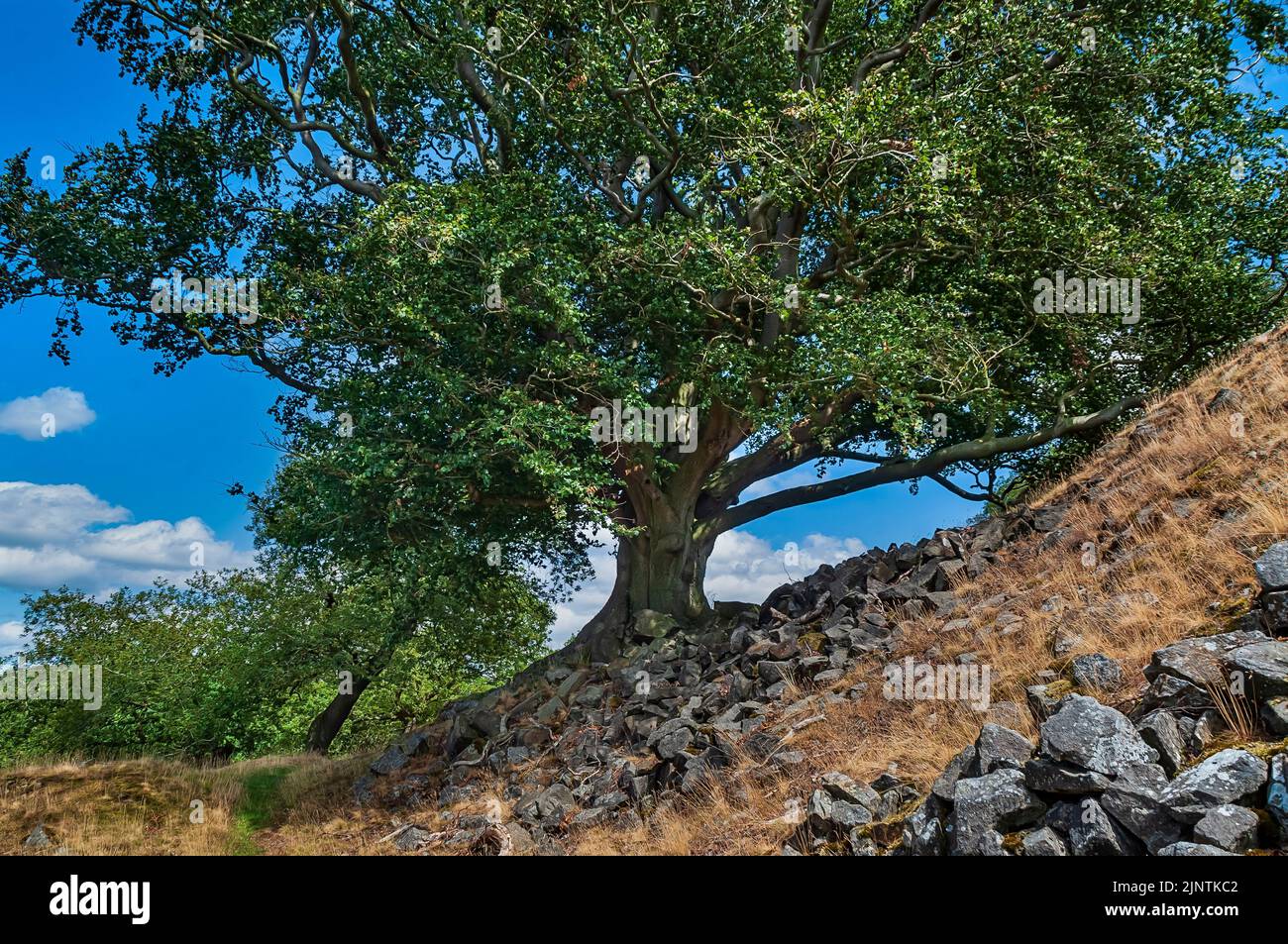 Große Eiche, die am steilen Hang eines Ablagehaufens im Dobb Edge Quarry in der Nähe von Baslow und Chatsworth House, Derbyshire, wächst Stockfoto