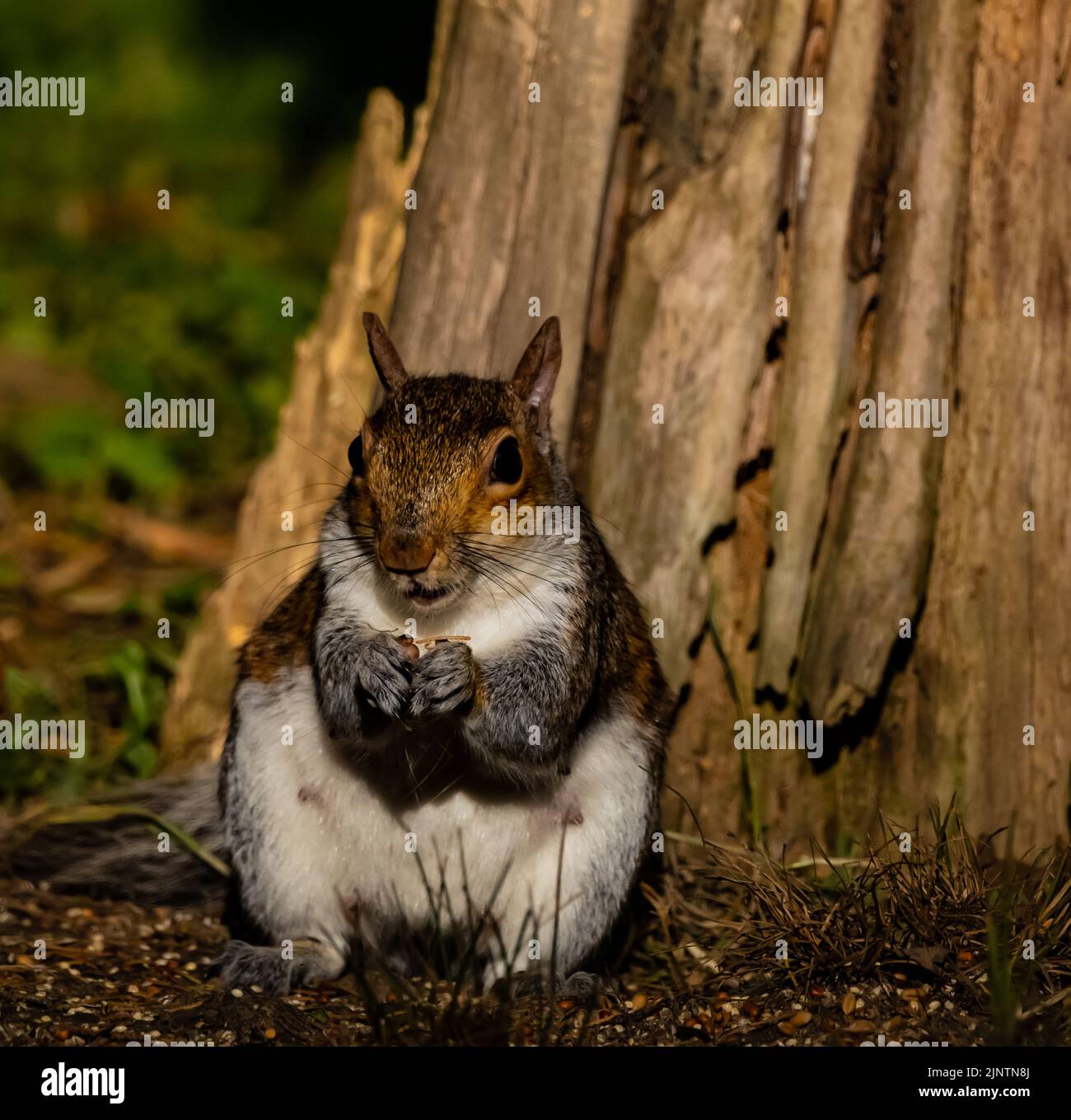 Eichhörnchen fressen Vogelsamen von Pine Tree. Stockfoto