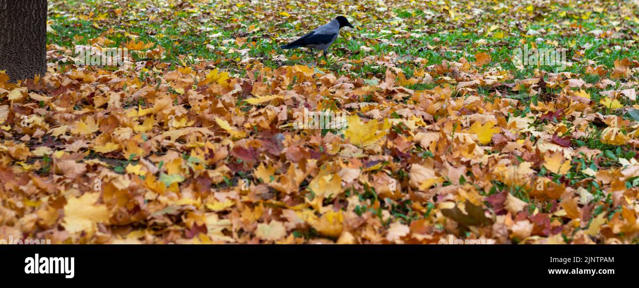 Herbst. Blätter auf dem Boden. Fallen hinterlässt einen natürlichen Hintergrund. Bunte Blätter sind im Gras. Stockfoto