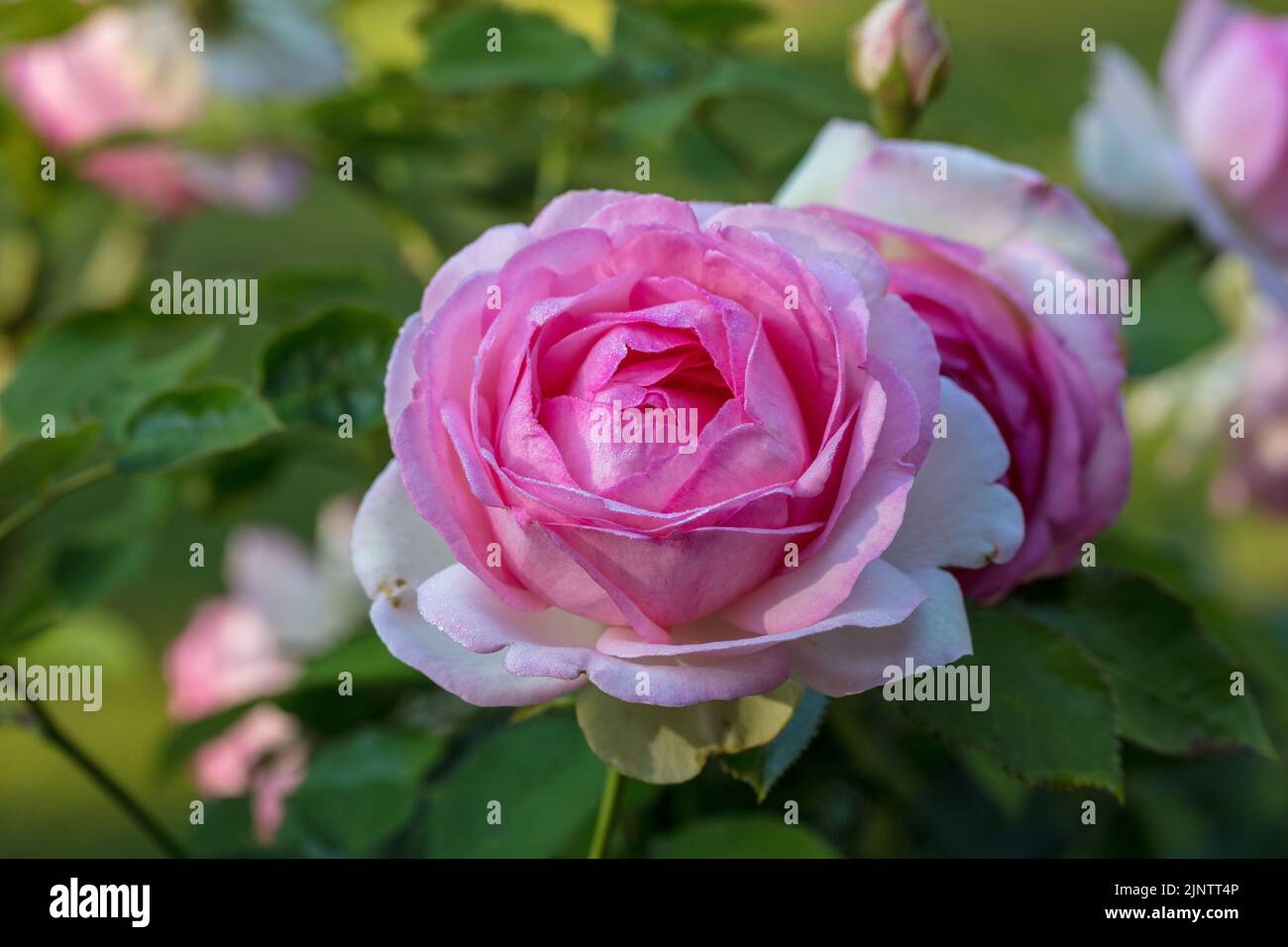 „Eden Rose, MEIGIN, Pierre de Ronsard, Eden Rose 85“ Kletterrose, Klätterros (Rosa) Stockfoto