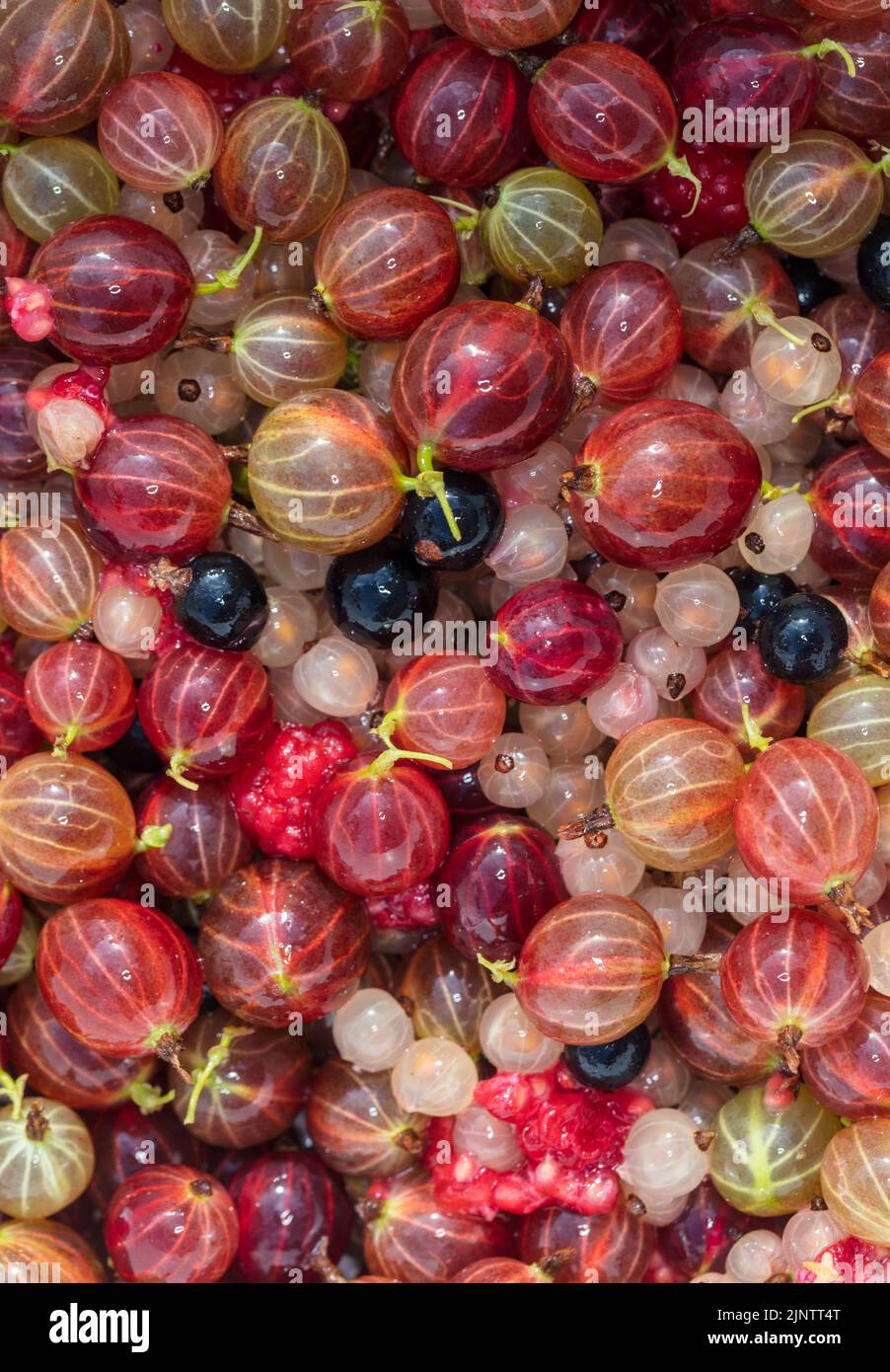 „Hinnonmäki Röd“ Gooseberry, Krusbär (Ribes uva-crispa) Stockfoto