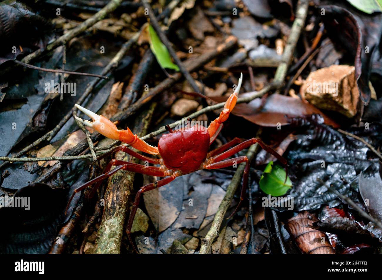 Cat Ba Nationalpark Wanderung Stockfoto
