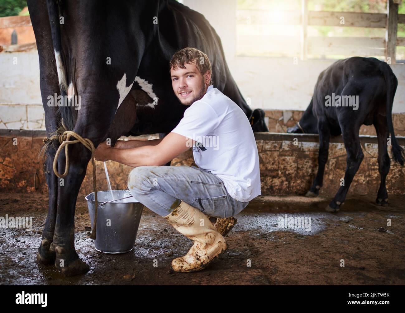 Ich bin fast fertig, diese Kuh zu melken. Ganzkörperportrait eines jungen Mannes, der eine Kuh im Stall melkt. Stockfoto