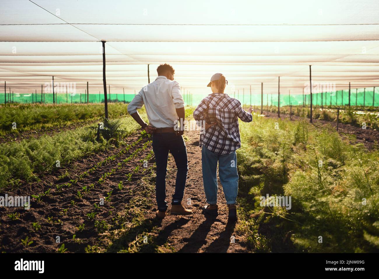 Junge Landwirte, die in einem Gewächshaus arbeiten in einer ernsthaften Diskussion über umweltfreundliche ökologische Landwirtschaft planen sie die Landwirtschaft. Rückansicht eines Stockfoto