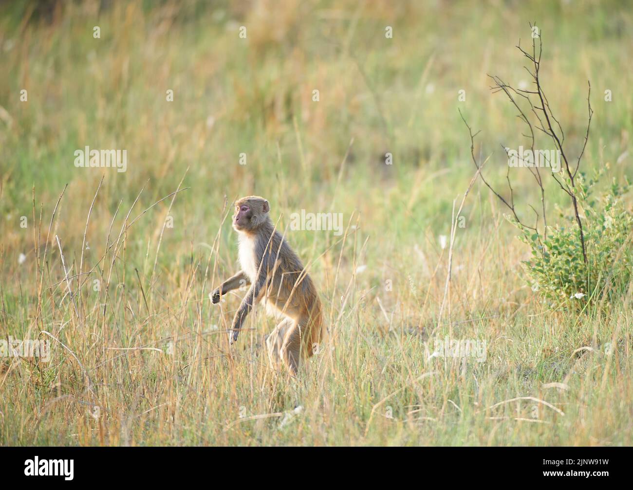 Rhesus Macaque Walk. Jim-Corbett-Nationalpark, Indien. Stockfoto