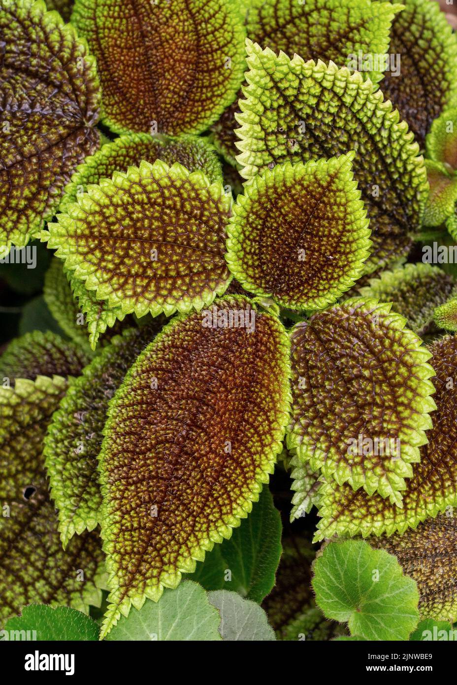 Coleus Blume dekorative bunte Blätter Hintergrund Nahaufnahme Stockfoto