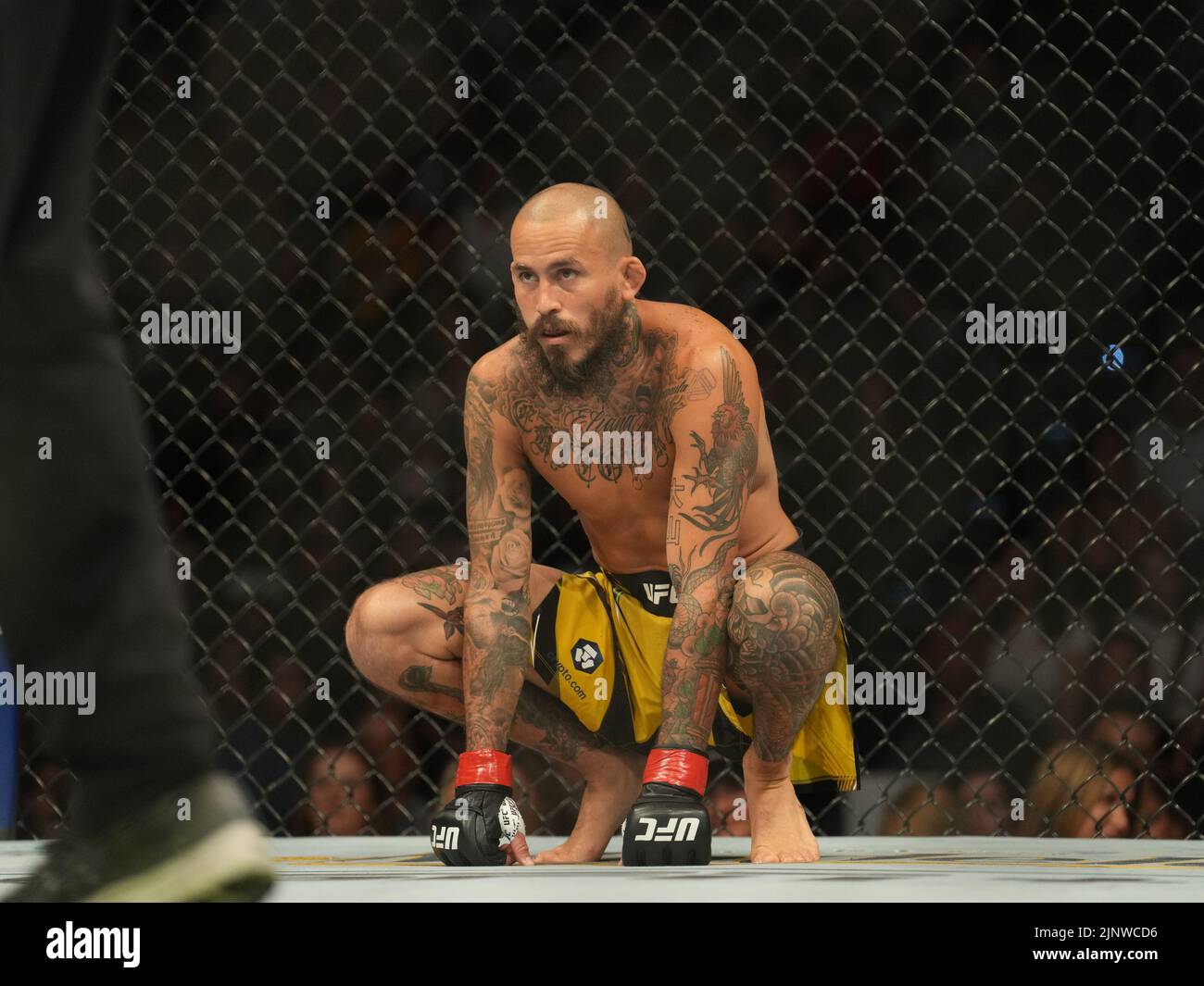 SAN DIEGO, CA - 13. AUGUST: Marlon Vera bereitet sich auf den Kampf gegen Dominic Cruz in ihrem Bantamweight-Kampf während der UFC Fight Night: Vera gegen Cruz-Veranstaltung in der Pechanga Arena am 13. August 2022 in San Diego, Kalifornien, USA, vor. (Foto von Louis Grasse/PxImages) Stockfoto