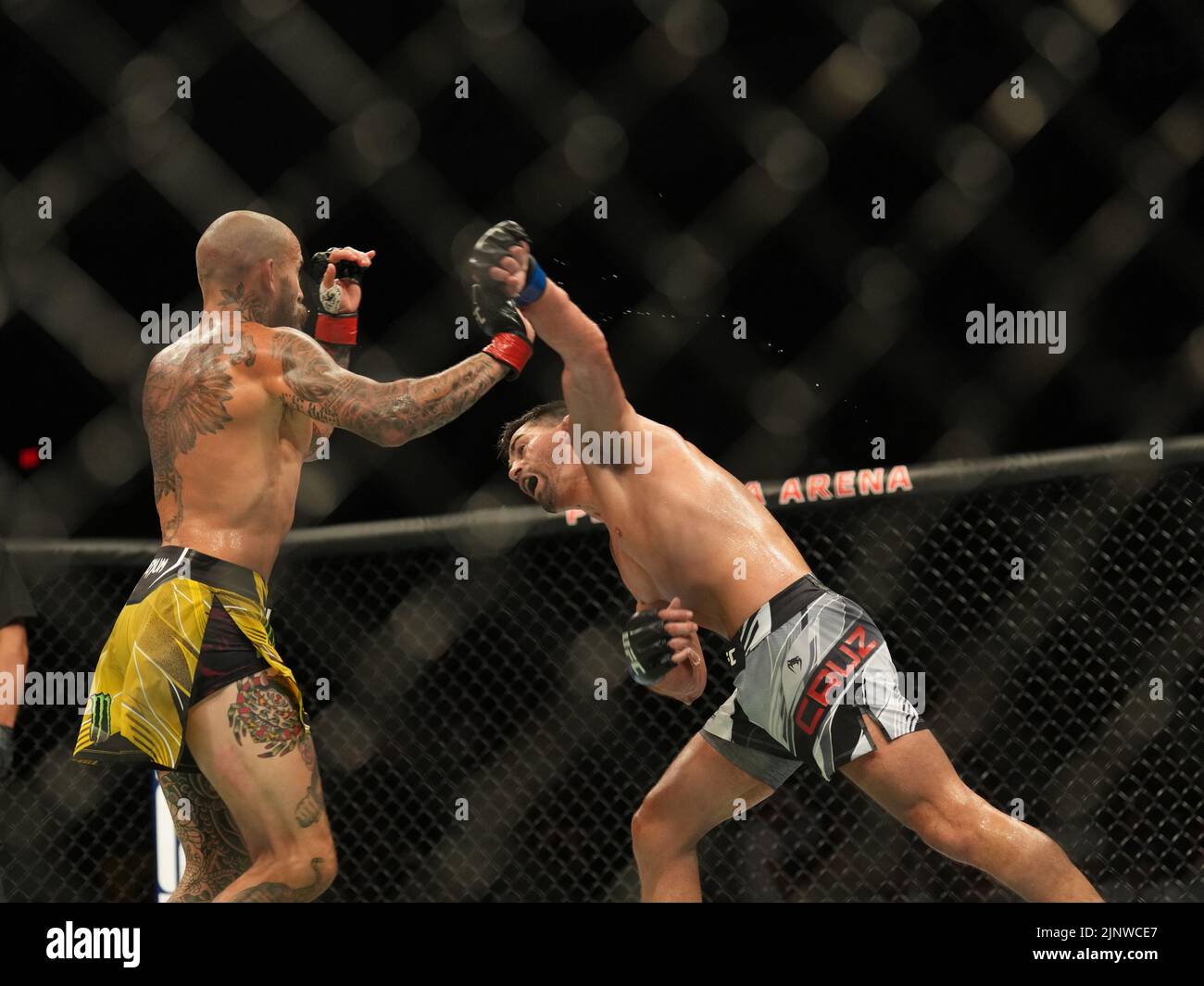 SAN DIEGO, CA - 13. AUGUST: (R-L) Dominic Cruz schlägt Marlon Vera in ihrem Bantamweight-Kampf während der UFC Fight Night: Vera gegen Cruz-Veranstaltung in der Pechanga Arena am 13. August 2022 in San Diego, Kalifornien, USA. (Foto von Louis Grasse/PxImages) Stockfoto