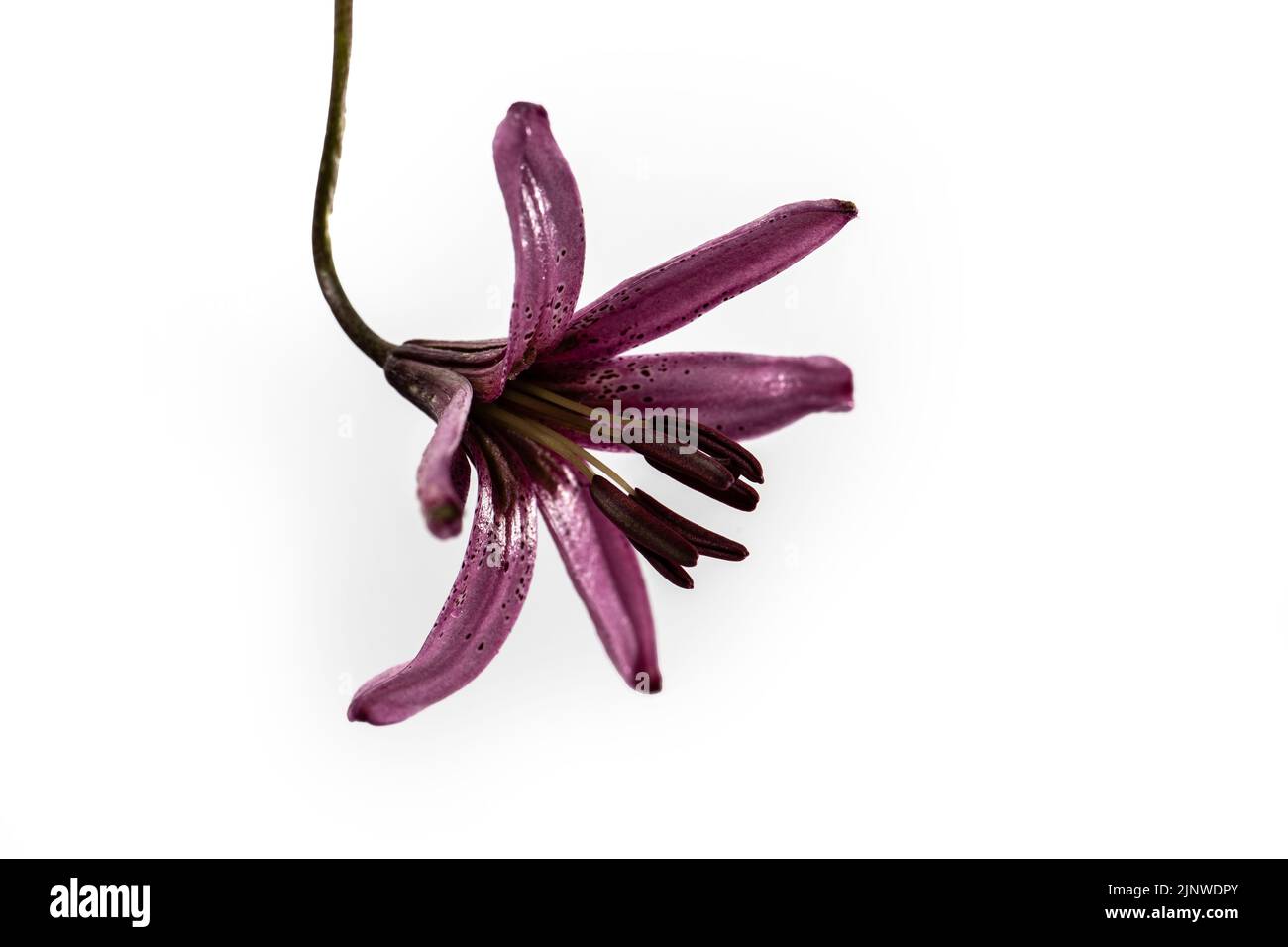 Einzelne lila Lilie Blume mit schwarzen Staubgefäßen über, während Hintergrund hängend auf dem Kopf. Gesprenkelte Blütenblätter von außen schwarz. Stockfoto