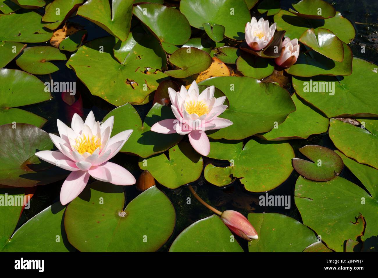 Lotusblumen umgeben von lilly Pads, die im Sommer auf einem Teich blühen Stockfoto