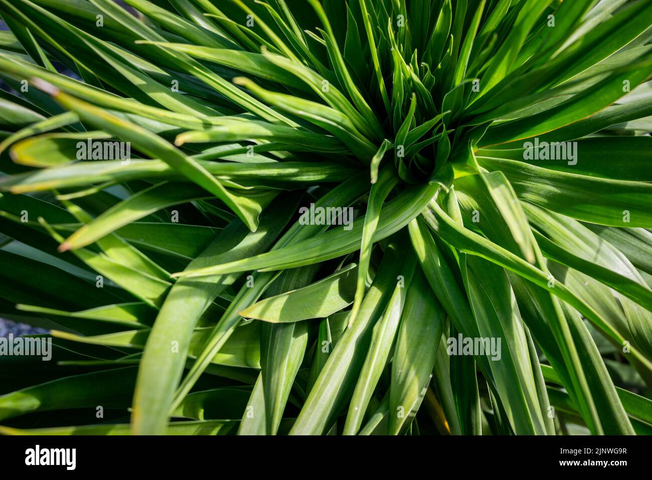 Grüne Vegetation mit natürlichem Sonnenlicht. Grüne Tapete, grüner Hintergrund. Stockfoto