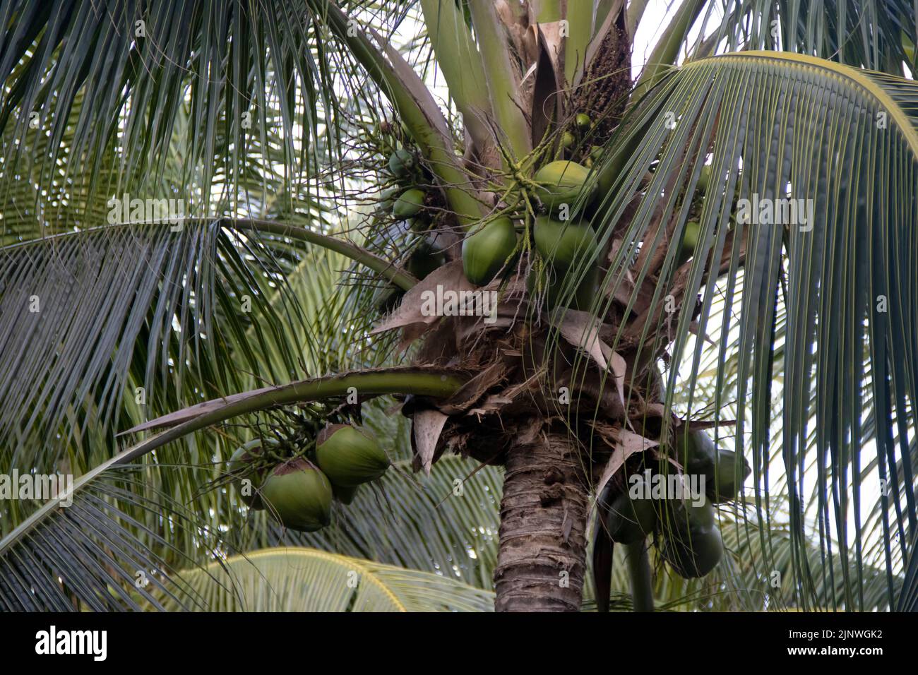 Kokosnüsse auf einer Palme in Mexiko Stockfoto