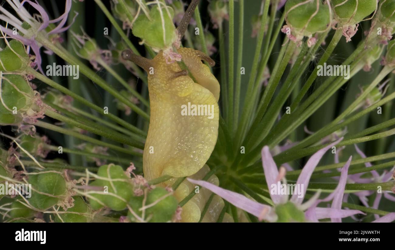 Nahaufnahme der Schnecke, die auf einer wilden Zwiebel der Alliumblume kriecht, und frisst sie auf dem Hintergrund grüner Blätter. Stockfoto