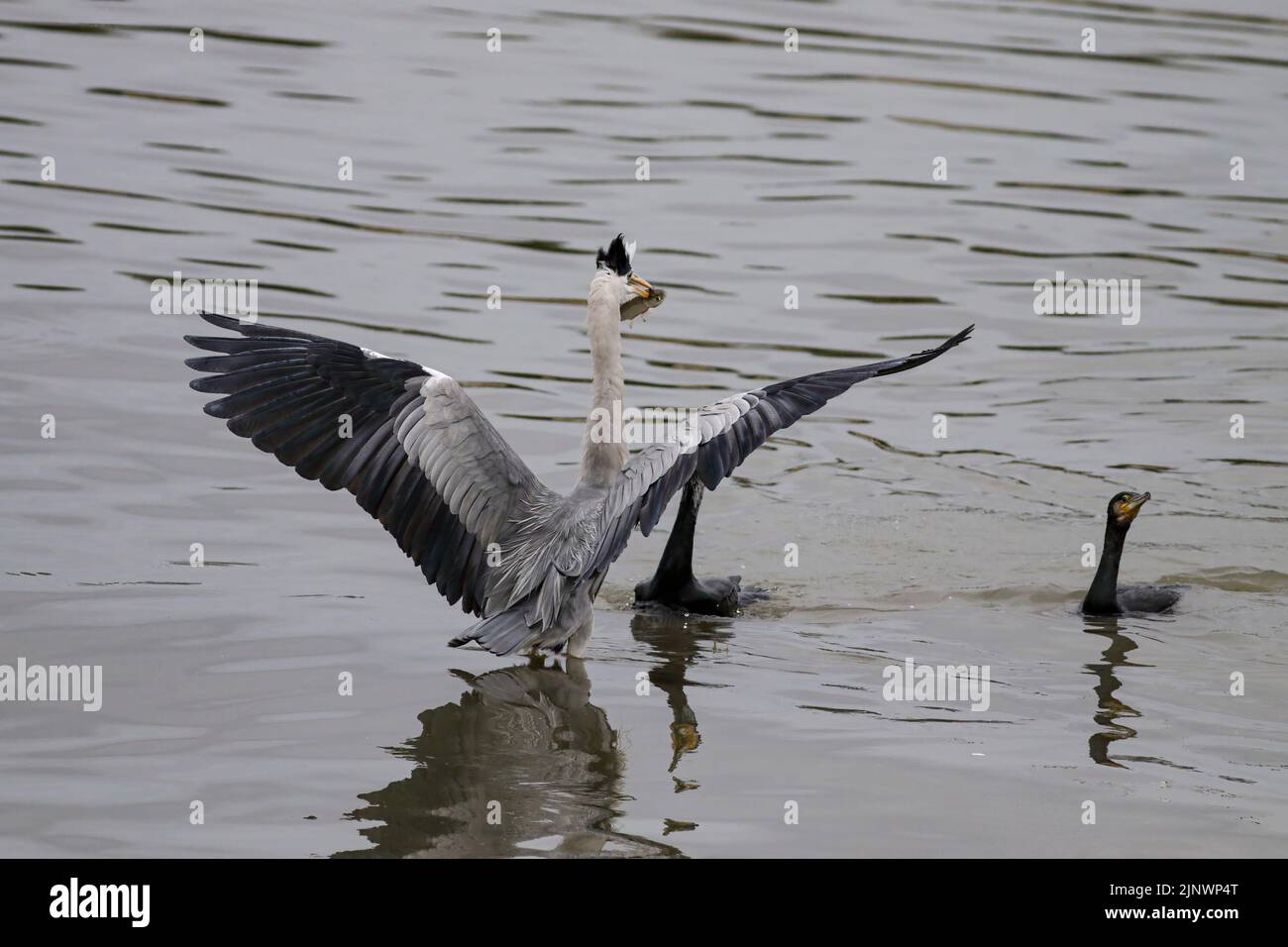 Zwei Kormorane versuchen, frisch gefangenen Fisch aus dem Schnabel eines Reiher zu stehlen. Douro-Fluss, nördlich von Portugal. Stockfoto