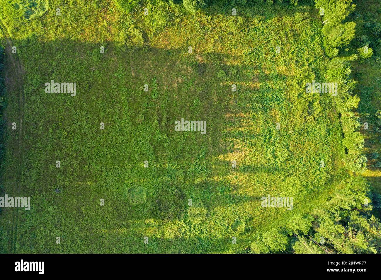 Feld am Waldrand obere Luftaufnahme mit langen Bäumen Schatten. Spärliche Komposition mit Kopierbereich Stockfoto