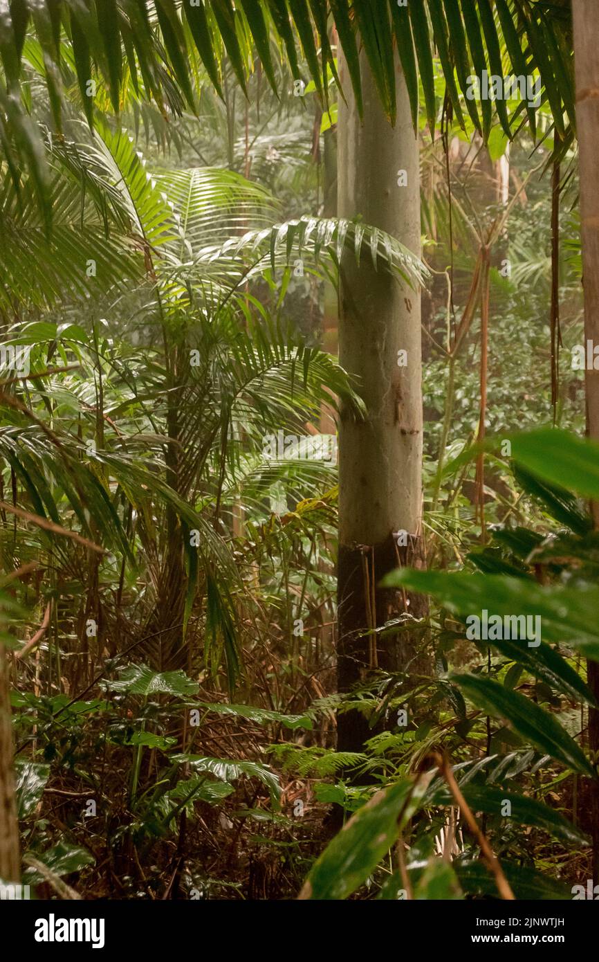Subtropischer Regenwald im australischen Tiefland bei trübem, nassem Winterwetter. Untergeschoß mit Palmen und Eukalyptusbäumen in Bangalow und Waldboden. Queensland. Stockfoto