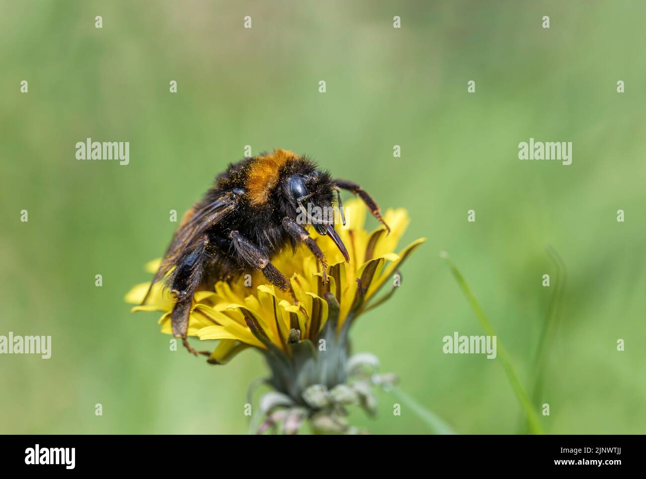Buff tailed Bumblebee; Bombus terrestris; On Flower; Großbritannien Stockfoto